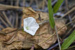 Coastalplain dawnflower